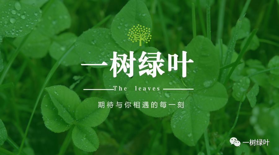 一株绿，自然之美的在线展现与欣赏